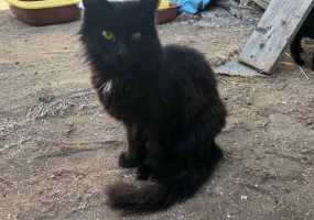 «Либо забирайте, либо выкинем с 8 этажа» - муж нижнекамской кошатницы поставил ультиматум волонтерам - НТР 24