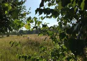 В Татарстане возможны гроза с сильным ветром и туманы - НТР 24