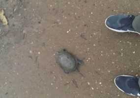 Экологи призывают жителей Нижнекамска помочь в поисках редкой черепахи - НТР 24