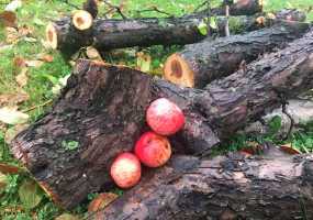 На центральном проспекте Нижнекамска появится молодой яблоневый сад - НТР 24