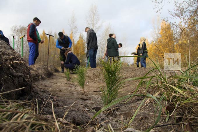 За «Неделю леса» в Татарстане будет посажено 1,5 млн штук саженцев ели, березы и дуба