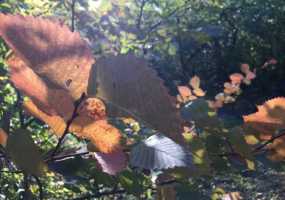 В Татарстане потеплело: в республику пришло бабье лето? - НТР 24