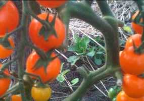 В Нижнекамском районе будут перерабатывать помидоры и огурцы