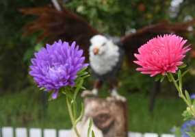 Нижнекамка поселила на даче орла, лебедей и поросят - НТР 24