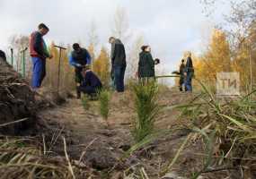 За «Неделю леса» в Татарстане будет посажено 1,5 млн штук саженцев ели, березы и дуба - НТР 24