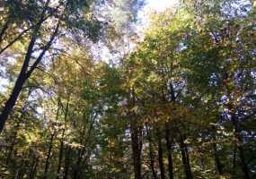 В Татарстане в субботу резко усилится ветер - НТР 24