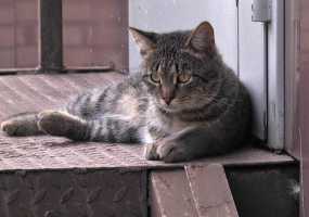 В Нижнекамске разработана концепция программы помощи бездомным животным - НТР 24