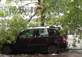 В Камских Полянах дерево упало на машину