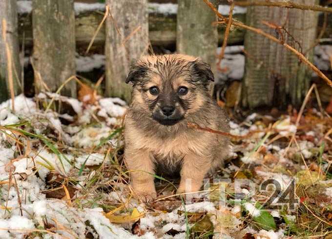 приют для животных нижнекамск. приют для животных нижнекамск афанасово. нижнекамский приют собак. приют для животных афонасово нижнекамск ксения. приют для животных нижнекамск афанасово.