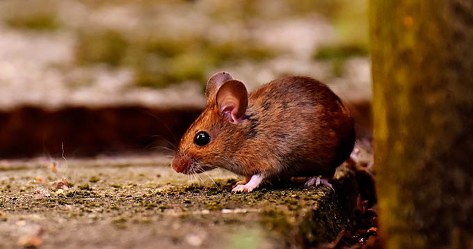 В Нижнекамске на борьбу с мышами и крысами направят более 1 млн рублей