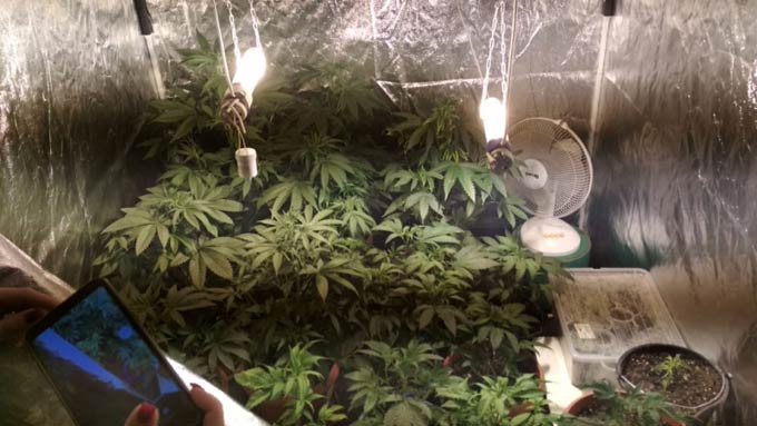 Полицейские обнаружили в квартире жителя Нижнекамска 39 кустов марихуаны