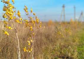 В Нижнекамске стартовала осенняя «Зелёная волна» - НТР 24