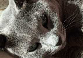 Коту после любовных похождений понадобилась помощь ветеринара - НТР 24