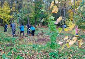 На улицах Нижнекамска пересчитают все деревья - НТР 24