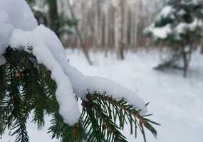 Что следует употреблять в пищу, чтобы не растолстеть за зиму - НТР 24