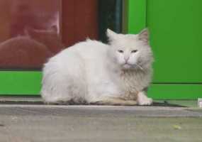 В России нашли решение, как помочь перезимовать бездомным кошкам - НТР 24