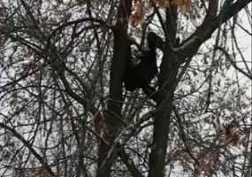 Нижнекамец, спасая кота, забрался на 15-метровое дерево