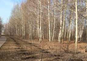 В ближайшие часы на Татарстан обрушится шквалистый ветер - НТР 24