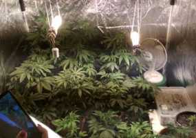 Полицейские обнаружили в квартире жителя Нижнекамска 39 кустов марихуаны