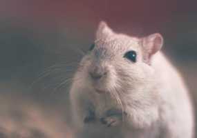 Бабушка умерла, пытаясь выгнать из своего дома мышь - НТР 24