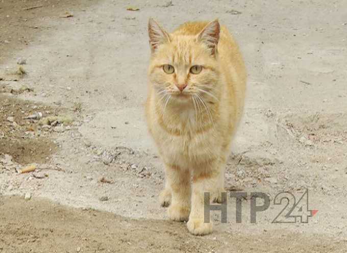 Кошка, задержанная с партией наркотиков в одной из исправительных колоний, отправлена в приют