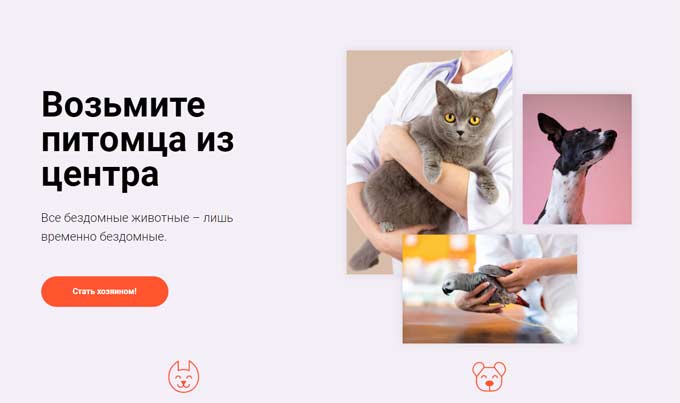 В Нижнекамске запустили сайт по поиску домашних питомцев