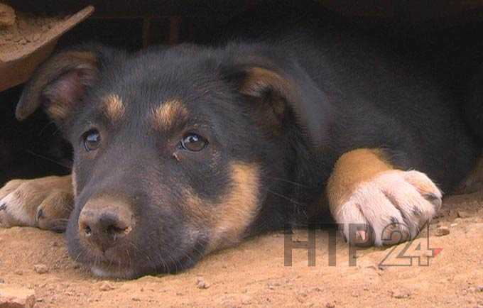 В Нижнекамске заработал сайт знакомств бездомных животных с их будущими хозяевами