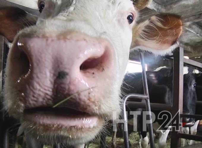 Продажа коровы обернулась потерей денег для жительницы Нижнекамского района