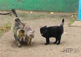 В Татарстане бездомных животных убивали с особой жестокостью - НТР 24