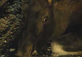 РЖД ответит за сбитого поездом лося в Нижнекамске - НТР 24