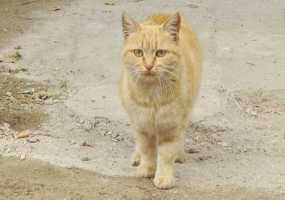 Кошка, задержанная с партией наркотиков в одной из исправительных колоний, отправлена в приют - НТР 24