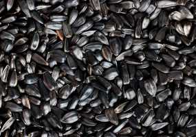 Женщина подавилась семенами подсолнечника на работе - НТР 24