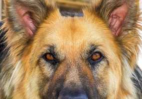 Преданный пес не пустил врачей к своему умирающему хозяину - НТР 24