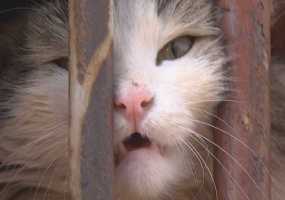 Кот-наркокурьер доставлен в зал суда на слушание уголовного дела - НТР 24