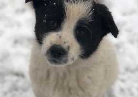 Нижнекамскому приюту «Бездомыши» срочно необходима помощь горожан - НТР 24