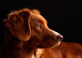 Пес обнюхивал живот своей хозяйки и прятался за шкаф. Своим поведением он спас ей жизнь - НТР 24