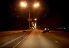 В Нижнекамске три кабана выбежали на оживленную трассу - НТР 24