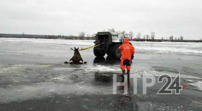 Появились кадры спасательной операции на льду Камы, где лось провалился в полынью