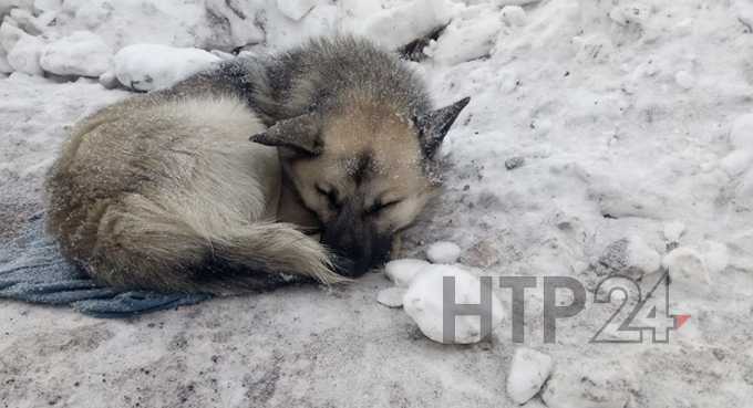 Собака бегала по российскому городу с телом младенца в пасти