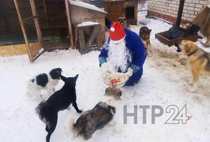 В Нижнекамске Дед Мороз принес новогодние подарки бездомным животным