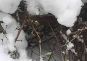 Рядом со скелетом пропавшей пенсионерки нашли набитый деньгами рюкзак - НТР 24