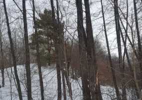 Прогулка семейной пары по лесу завершилась страшной трагедией - НТР 24