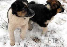 В Татарстане могут запретить усыпление бездомных животных - НТР 24