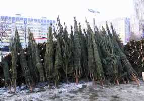 В Татарстане рассказали, где следует покупать ели на Новый год, чтобы не получить штраф - НТР 24