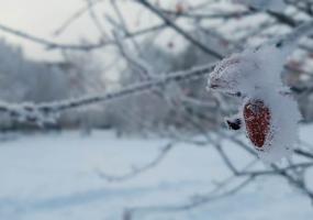 В последнее воскресенье уходящего года жителей Нижнекамска ждет морозная погода
