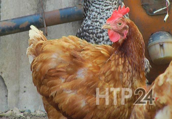 Россиянам угрожает вирус птичьего гриппа