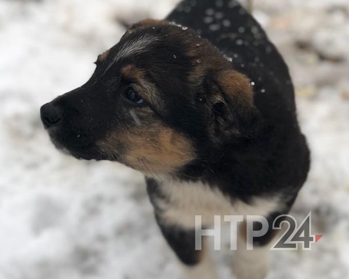 Законопроект о чипировании домашних животных одобрило правительство РФ