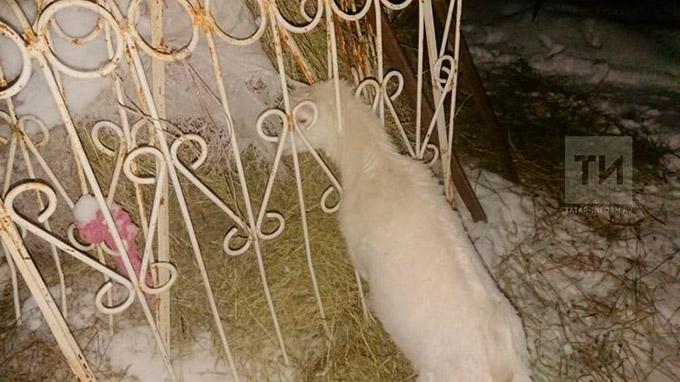 Татарстанские спасатели вызволили козу из железного капкана