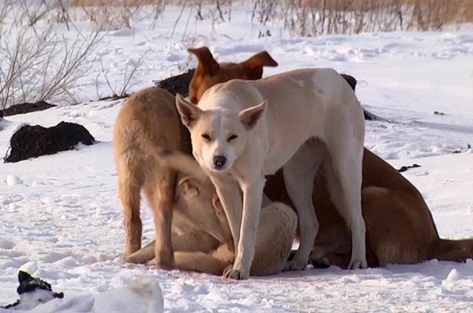 Соцсети: в Нижнекамске собаки напали на ребенка
