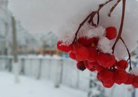 На Чукотке мужчина не ел 16 дней, заблудившись в тундре - НТР 24